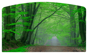 DACRO-128-Forest Serenity Forest Path